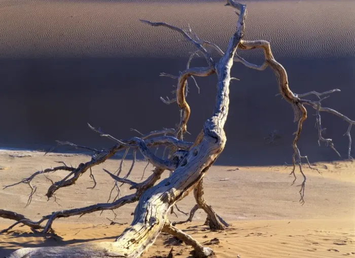 Framed Print : Sossusvlei dead camelthorn tree in dune namib Sossusvlei, Namib Naukluft Park, Namibia, Africa Framed Print : Sossusvlei dead camelthorn tree in dune namib Sossusvlei, Namib Naukluft Park, Namibia, Africa