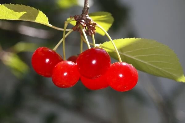 Sour Cherry (Prunus cerasus) or Wild Cherry (Prunus avium). France