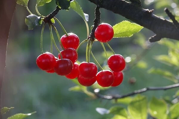 Sour Cherry (Prunus cerasus) or Wild Cherry (Prunus avium). France