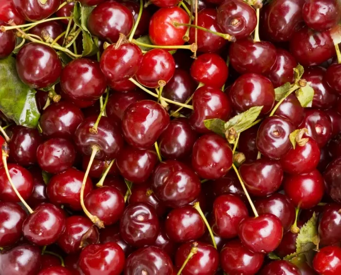 Framed Print : Sour / Morello Cherries - Romania Framed Print : Sour / Morello Cherries - Romania