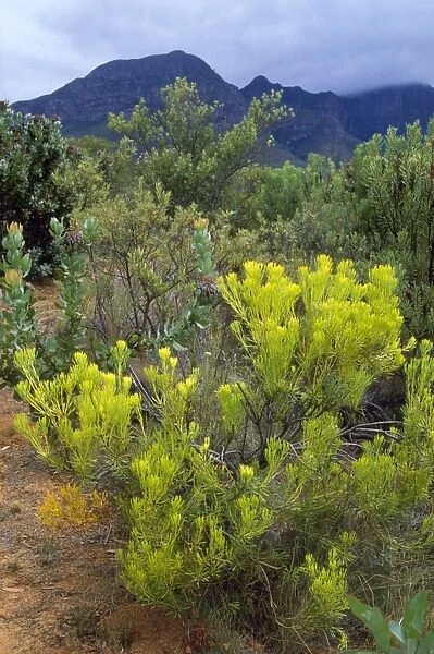 South Africa - common sunshine conebush (Leucadendron salignum) Helderberg Nature Reserve, Western Cape, South Africa