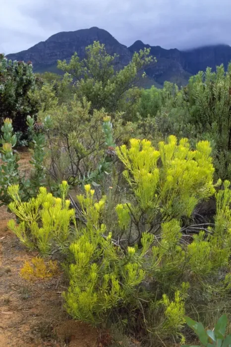 Framed Print : South Africa - common sunshine conebush (Leucadendron salignum) Helderberg Nature Reserve, Western Cape, South Africa Framed Print : South Africa - common sunshine conebush (Leucadendron salignum) Helderberg Nature Reserve, Western Cape, South Africa