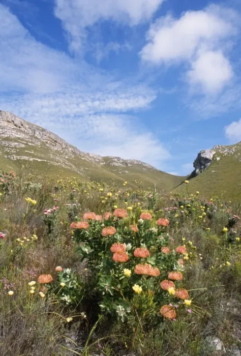Framed Print : South Africa - Fynbos The Cape Floral Kingdom Framed Print : South Africa - Fynbos The Cape Floral Kingdom
