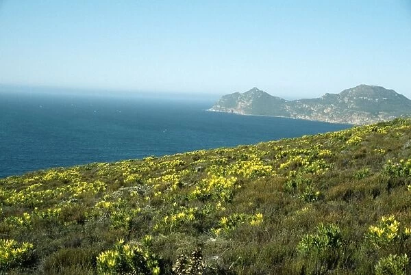 South Africa Fynbos (macchia) near Cape Point