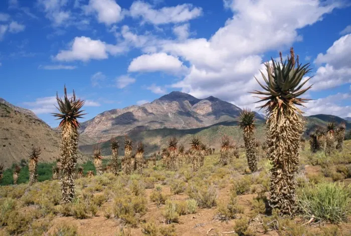 Framed Print : South Africa - Karoo (Aloe ferox) is used for medicinal purposes including including skin lotions Framed Print : South Africa - Karoo (Aloe ferox) is used for medicinal purposes including including skin lotions