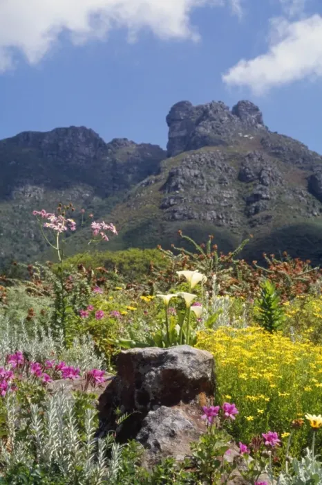 Framed Print : South Africa Kirstenbosch National Botanical Garden in Cape Town, South Africa Framed Print : South Africa Kirstenbosch National Botanical Garden in Cape Town, South Africa