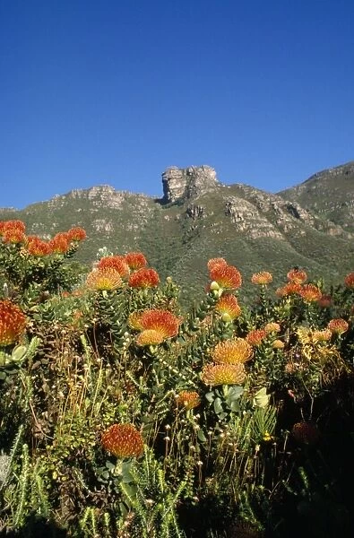 South Africa - Leucospermums Kirstenbosch National Botanical Garden in Cape Town, South Africa