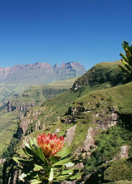South Africa - mountain scene with flowering Protea ruopeliae. Drakensberg World Heritage site, Kwazulu-Natal