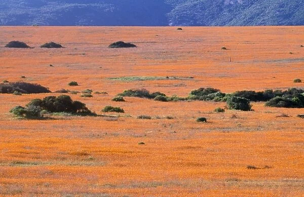 South Africa - orange daisies (Dimorphotheca sinuata) Namaqualand, South Africa