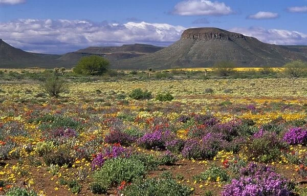 South Africa - spring flowers Loeriesfontein North of Calvina, Karoo, South Africa