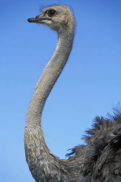 South Africa, Western Cape Province, Ostrich
