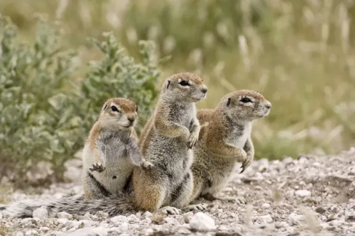 Framed Print : South African Ground Squirrel - close up group of three standing on look out - Kalahari - Botswana Framed Print : South African Ground Squirrel - close up group of three standing on look out - Kalahari - Botswana