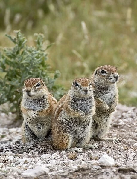 South African Ground Squirrel - group of three crouching near burrow - Kalahari - Botswana