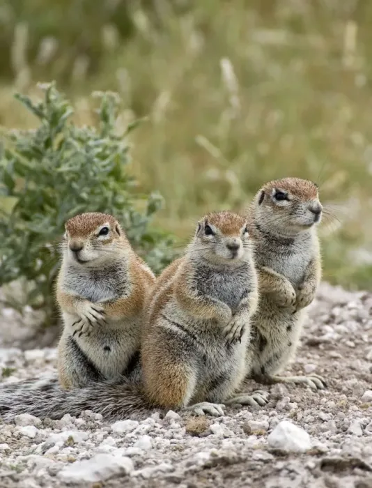 Framed Print : South African Ground Squirrel - group of three crouching near burrow - Kalahari - Botswana Framed Print : South African Ground Squirrel - group of three crouching near burrow - Kalahari - Botswana