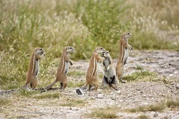 South African Ground Squirrel - group standing upright close to burrow - Kalahari - Botswana