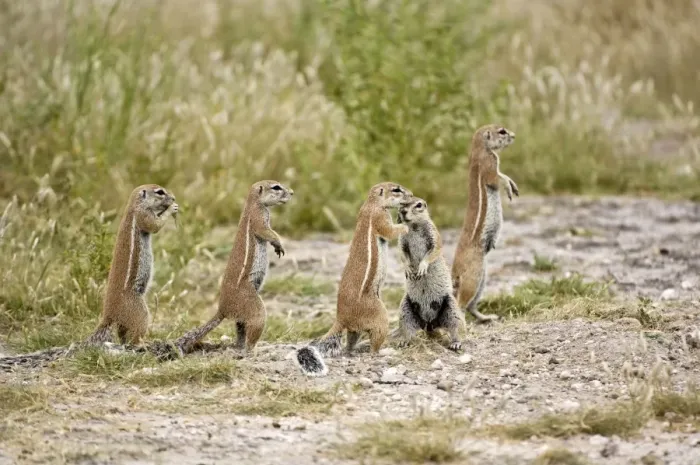 Framed Print : South African Ground Squirrel - group standing upright close to burrow - Kalahari - Botswana