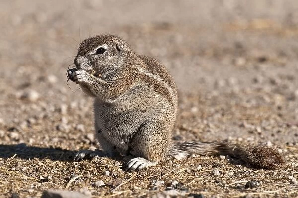 South African Ground Squirrel - sitting up eating - Etosha National Park - Namibia