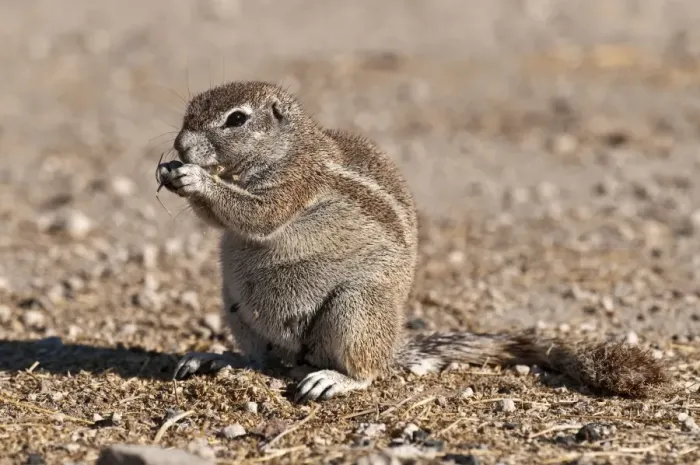 Framed Print : South African Ground Squirrel - sitting up eating - Etosha National Park - Namibia Framed Print : South African Ground Squirrel - sitting up eating - Etosha National Park - Namibia