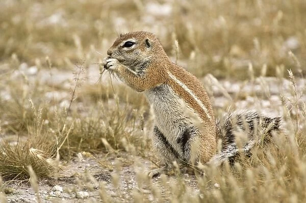 South African Ground Squirrel - sitting up with food in paws eating - Kalahari - Botswana