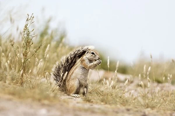 South African Ground Squirrel - sitting up with tail raised eating food in paws - Kalahari - Botswana Manipulated image: Some of background nehind squirrel brightened