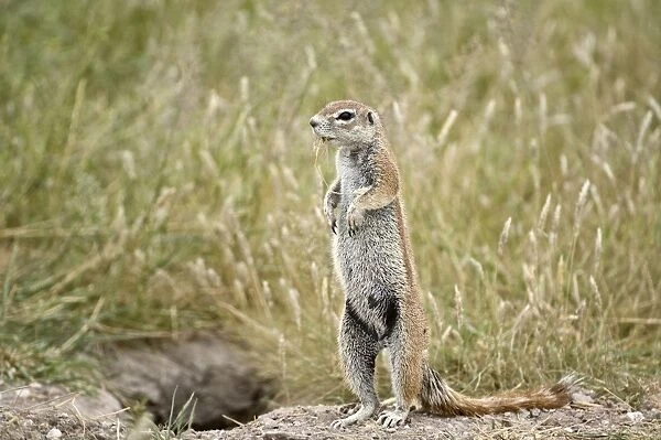 South African Ground Squirrel - standing looking left at entrance to burrow - Kalahari - Botswana