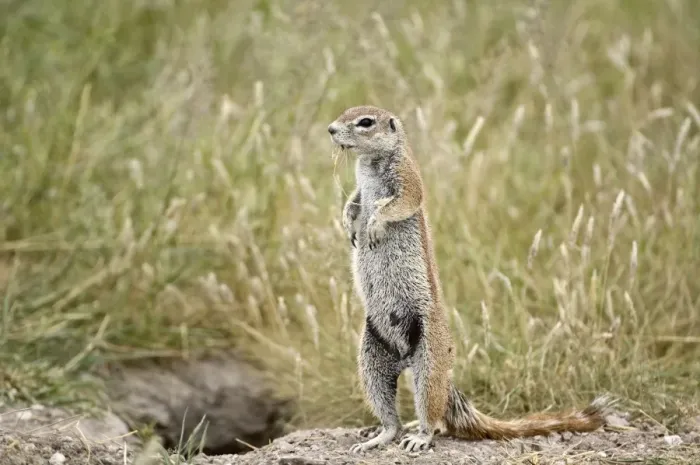 Framed Print : South African Ground Squirrel - standing looking left at entrance to burrow - Kalahari - Botswana Framed Print : South African Ground Squirrel - standing looking left at entrance to burrow - Kalahari - Botswana