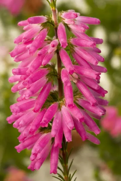 Framed Print : A south african heather, Erica blanda. South Africa Framed Print : A south african heather, Erica blanda. South Africa