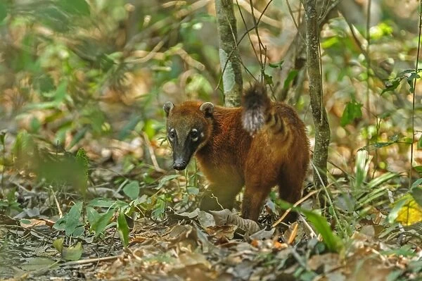South American Coati  /  Ring-tailed Coati, Pantanal