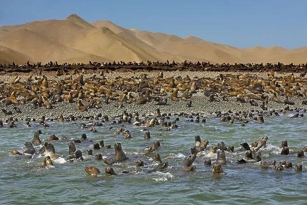 South American Fur Seals - resting on beach & in water - Paracas National Reserve - Peru