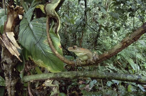 South American Map Frog - Tambopata Candamo Reserve, Peru