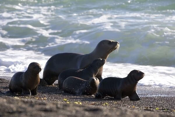 South American Sea Lion - One adult female, and pups, walking on the beach to avoid potential predation by killer whales. Valdes Peninsula, Patagonia, Argentina