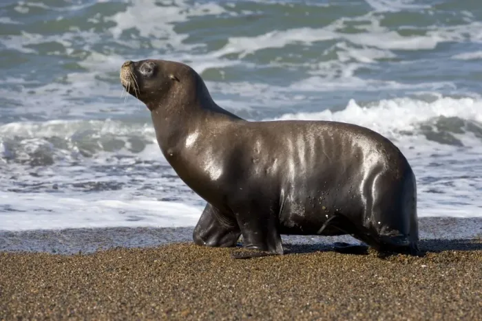 Framed Print : South American Sea Lion, female Coast of Patagonia, Argentina Framed Print : South American Sea Lion, female Coast of Patagonia, Argentina