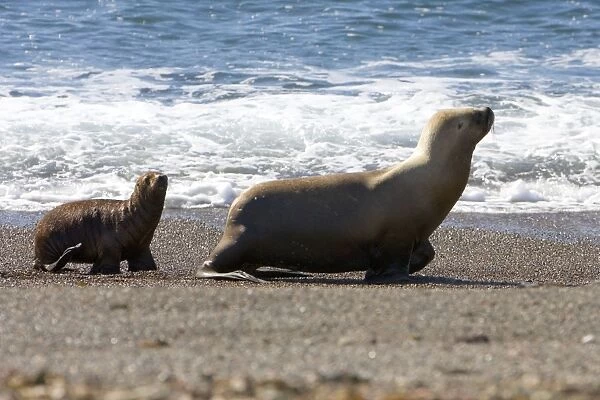 South American Sea Lion - Female and pup Coast of Patagonia, Argentina