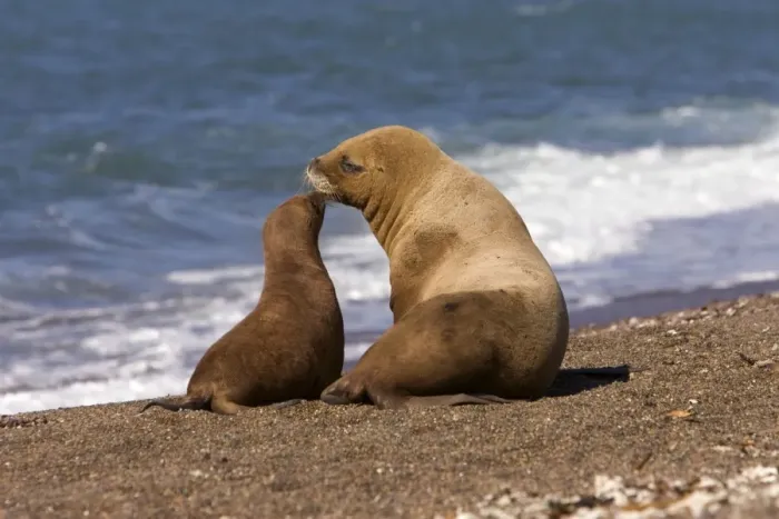 Framed Print : South American Sea Lion - Female and pup Coast of Patagonia, Argentina Framed Print : South American Sea Lion - Female and pup Coast of Patagonia, Argentina
