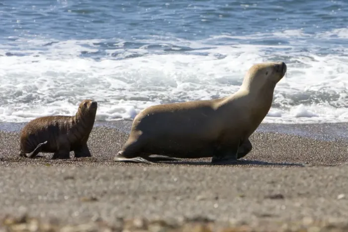 Framed Print : South American Sea Lion - Female and pup Coast of Patagonia, Argentina Framed Print : South American Sea Lion - Female and pup Coast of Patagonia, Argentina