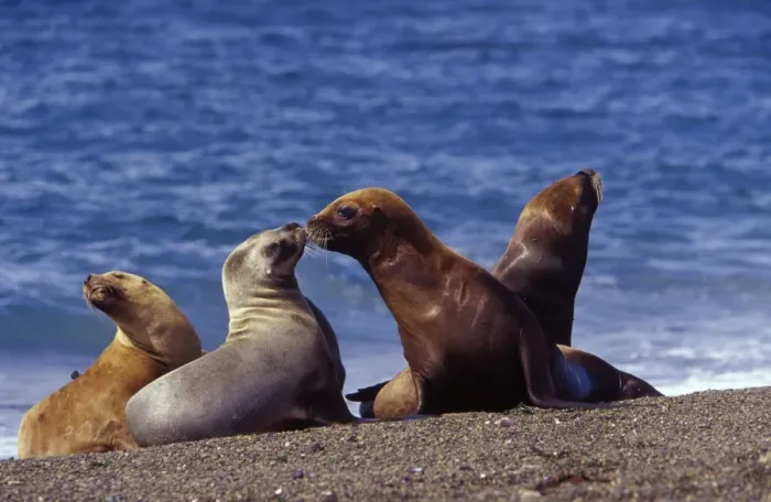Framed Print : South American Sea Lion - Females, resting and socializing on the beach. Coast of Patagonia, Argentina Framed Print : South American Sea Lion - Females, resting and socializing on the beach. Coast of Patagonia, Argentina