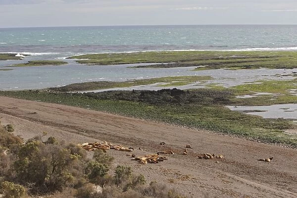 South American Sealion - adult on beach with pups. Punta Norte - Valdes peninsula - Argentina. formerly Otaria byronia