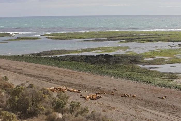 Framed Print : South American Sealion - adult on beach with pups. Punta Norte - Valdes peninsula - Argentina. formerly Otaria byronia