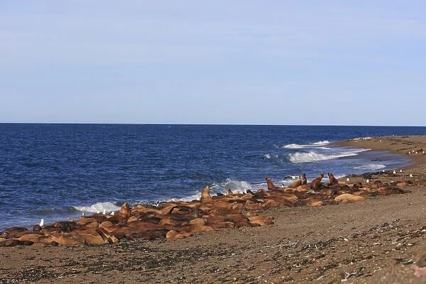South American Sealion - adults on beach. Punta Norte - Valdes peninsula - Argentina. formerly Otaria byronia
