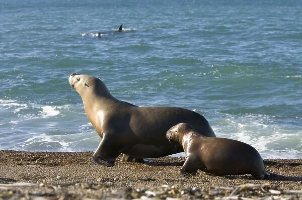 South American Sealion - To avoid swimming along a stretch of shoreline patrolled by killer whales (dorsal fins visible in the image), this sea lion female guides her pup high on the beach