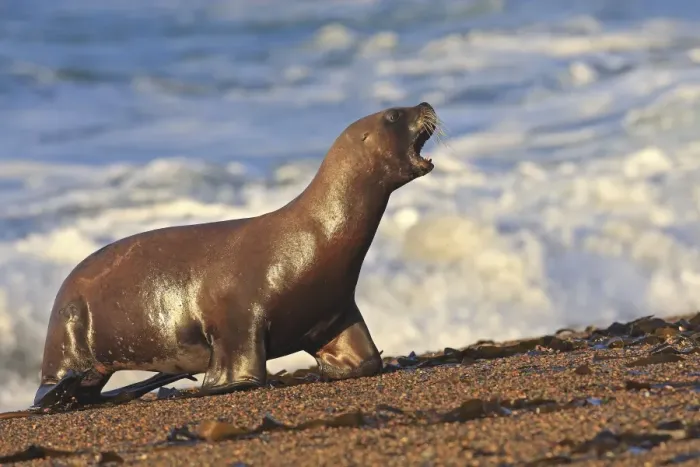 Framed Print : South American Sealion - on beach. Punta Norte - Valdes peninsula - Argentina. formerly Otaria byronia Framed Print : South American Sealion - on beach. Punta Norte - Valdes peninsula - Argentina. formerly Otaria byronia