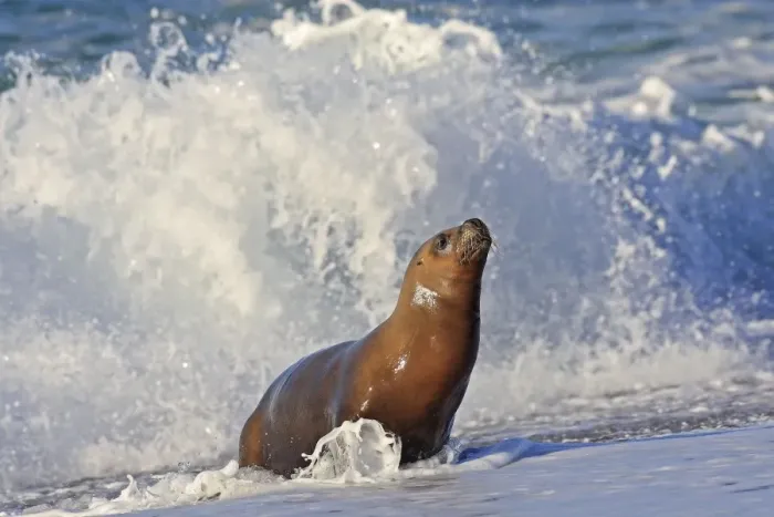 Framed Print : South American Sealion - on beach in surf. Punta Norte - Valdes peninsula - Argentina. formerly Otaria byronia