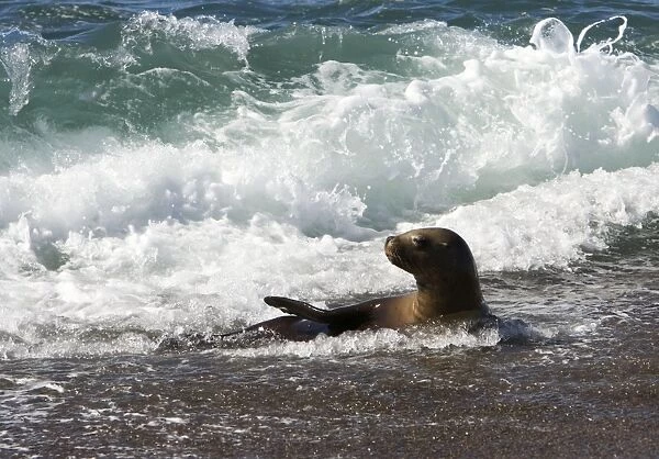South American Sealion - Cooling down in the surf. Valdes Peninsula, Patagonia, Argentina