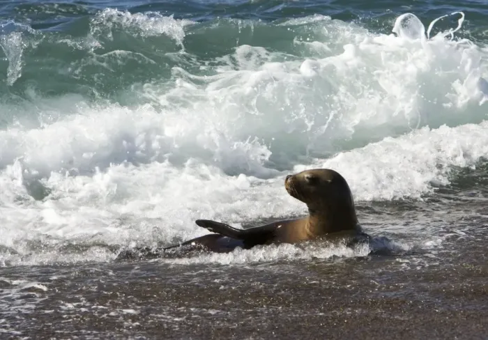 Framed Print : South American Sealion - Cooling down in the surf. Valdes Peninsula, Patagonia, Argentina Framed Print : South American Sealion - Cooling down in the surf. Valdes Peninsula, Patagonia, Argentina