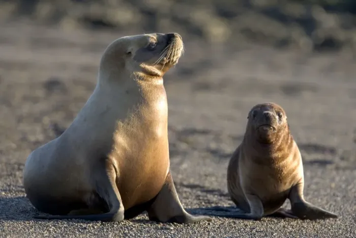 Framed Print : South American Sealion - Female and pup Coast of Patagonia, Argentina Framed Print : South American Sealion - Female and pup Coast of Patagonia, Argentina