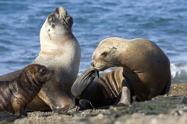 South American Sealion - Females, and pup Coast of Patagonia, Argentina