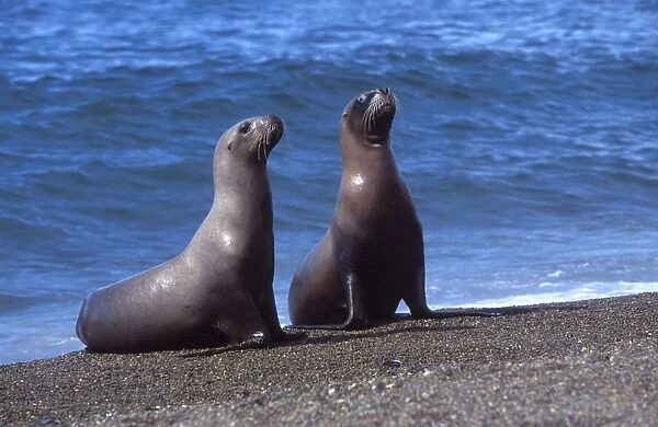 South American Sealion - Two females returning from fishing Coast of Patagonia, Argentina