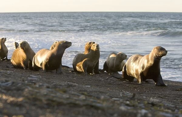South American Sealion - Group of adult female sealions walking on the beach rather than swimming along the shore to cross an area where killer whales wait to capture sealion pups
