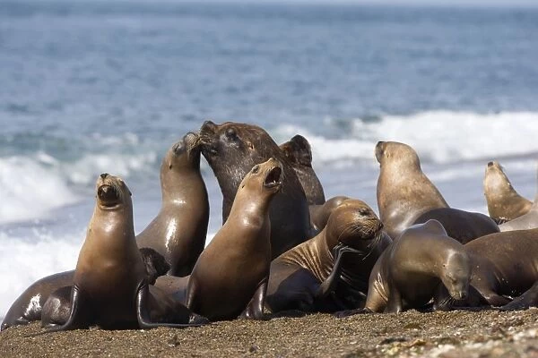 South American Sealion - Group of one male and several females resting on the beach at Punta Norte, Valdes Peninsula, Patagonia, Argentina
