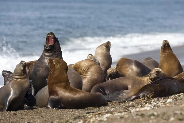 South American Sealion Group of one male and several females resting on the beach at Punta Norte, Valdes Peninsula, Patagonia, Argentina